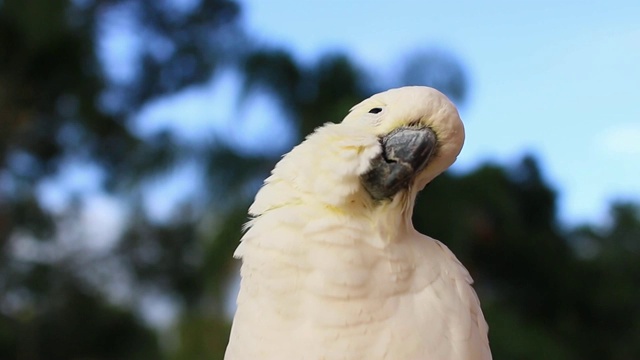 这只硫冠凤头鹦鹉(Cacatua galerita)在早晨视频素材