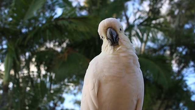 这只硫冠凤头鹦鹉(Cacatua galerita)在早晨视频素材