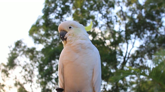 这只硫冠凤头鹦鹉(Cacatua galerita)在早晨视频素材