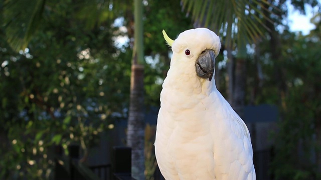 这只硫冠凤头鹦鹉(Cacatua galerita)在早晨视频素材