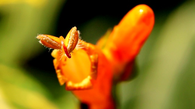 桔子花在花园里视频素材