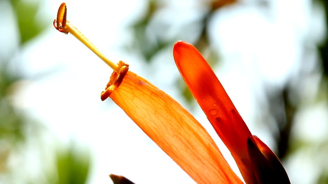 桔子花在花园里视频素材