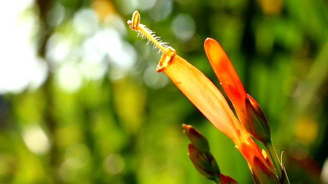 桔子花在花园里视频素材