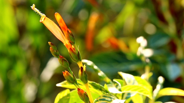 桔子花在花园里视频素材