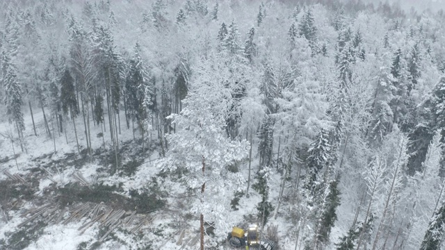 高大的松树上覆盖着厚厚的白雪视频素材