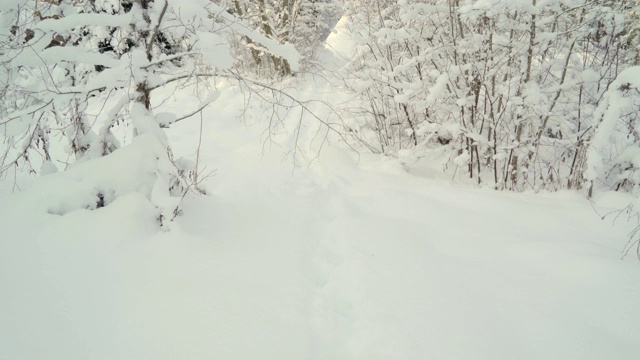 森林里厚厚的白雪覆盖着地面视频素材