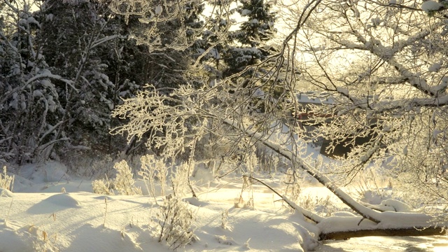 近距离看那棵满是雪的光秃秃的树视频素材