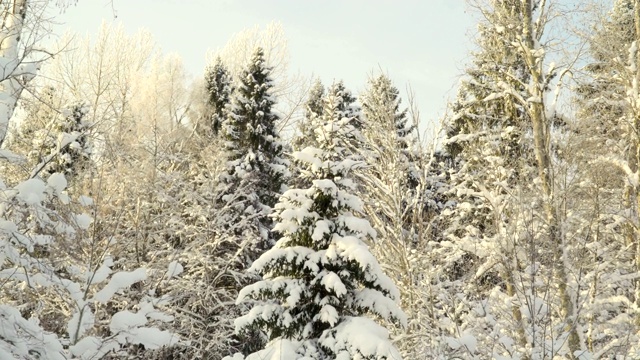 近距离看松树上有雪视频素材