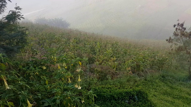 云雾和山地景观，蒙贾姆山，清迈，泰国视频素材