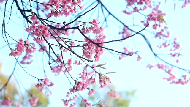 蓝天上随风摇曳的樱花视频素材