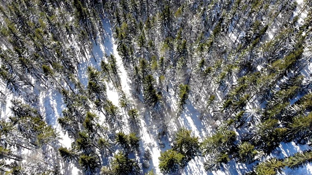 空中积雪覆盖了松林山视频素材