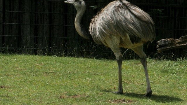 Rhea，或nandu，寻找食物视频素材