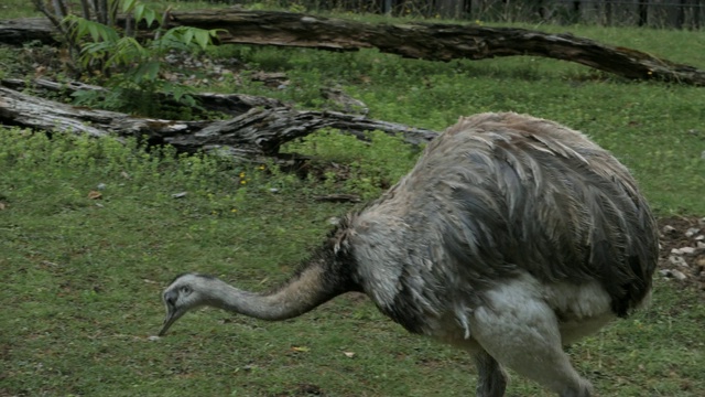 Rhea，又名nandu，先上后下视频素材