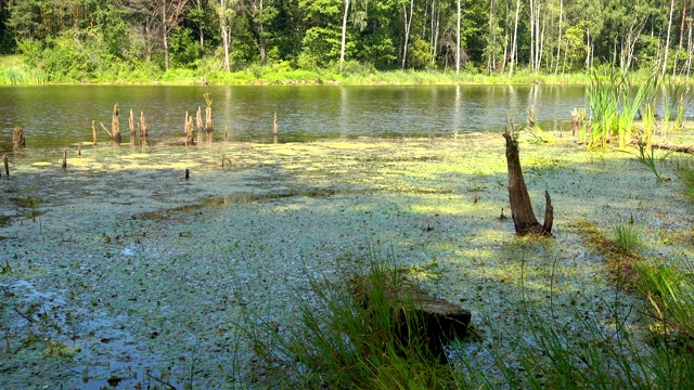 美丽的森林湖泊和草地，水面上小波浪。视频素材