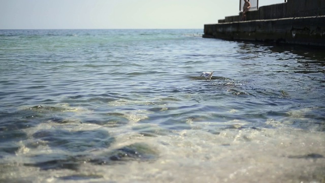 海面上的海鸥视频素材