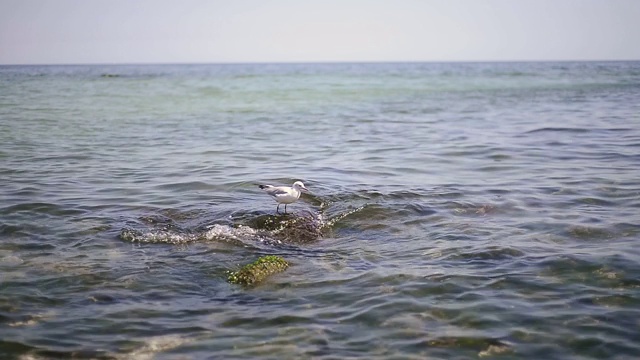 海面上的海鸥视频素材