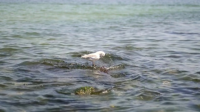 海面上的海鸥视频素材