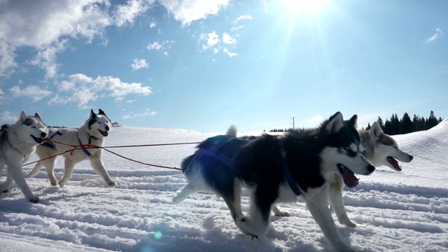 由狗驾驭的哈士奇犬和人一起拉雪橇，慢动作，视频循环播放视频素材