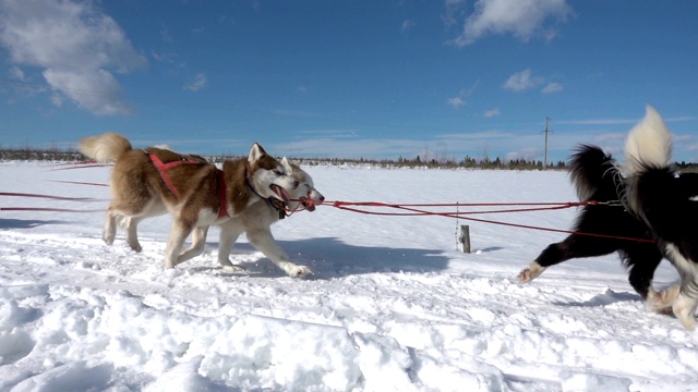 由狗驾驭的哈士奇犬和人一起拉雪橇，慢动作，视频循环播放视频素材