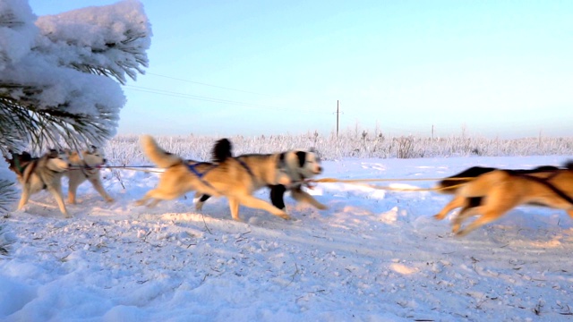 由狗驾驭的哈士奇犬和人一起拉雪橇，慢动作，视频循环播放视频素材