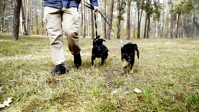 小狗培训。牧羊犬幼犬从小接受训练视频素材