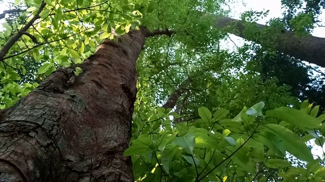 近距离的黑蚂蚁在树上行走视频素材