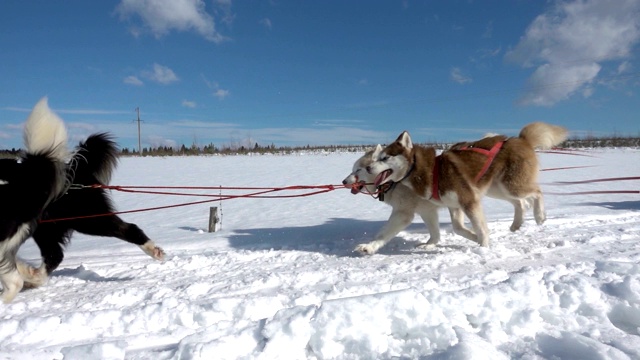 由狗驾驭的哈士奇犬和人一起拉雪橇，慢动作，视频循环播放视频素材