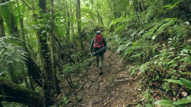 一名背着背包的游客在热带森林的小路上行走。在热带雨林旅行时，旅行者在小径上行走。旅游和旅游概念。视频素材