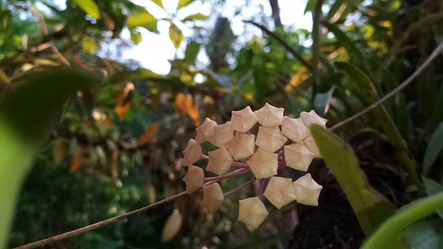 球兰花朵视频素材