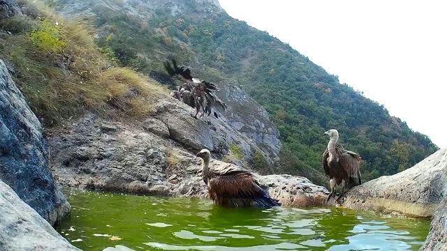 兀鹫(Gyps fulvus)在山浴中洗澡视频素材