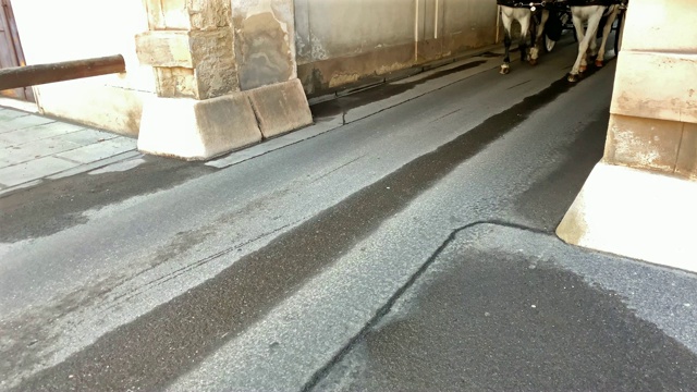 菲克马画维也纳视频素材画面2