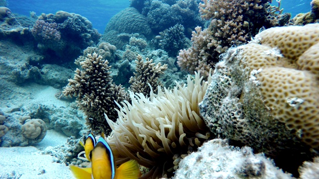 两栖类，珊瑚礁，热带鱼。温暖的海洋和清澈的海水。水下世界。视频素材