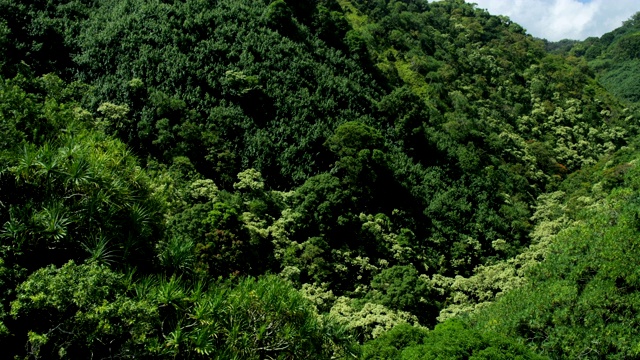 鸟瞰图毛伊热带雨林山谷美国视频素材