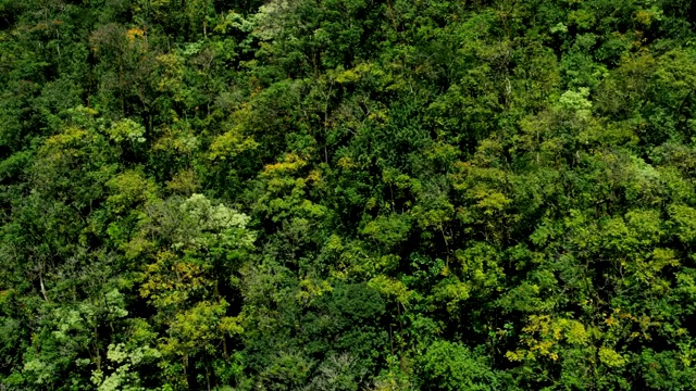 夏威夷毛伊岛绿色雨林山谷的鸟瞰图视频素材