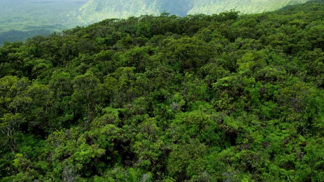 鸟瞰图绿色的热带雨林山谷植被毛伊岛视频素材