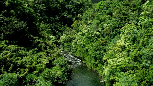 鸟瞰图热带雨林山谷河毛伊岛夏威夷视频素材