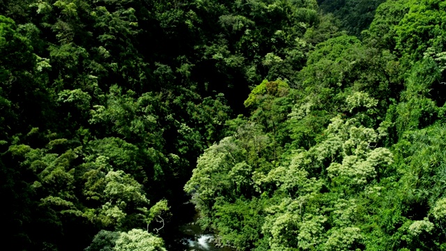 鸟瞰图热带雨林山谷和毛伊河夏威夷视频素材