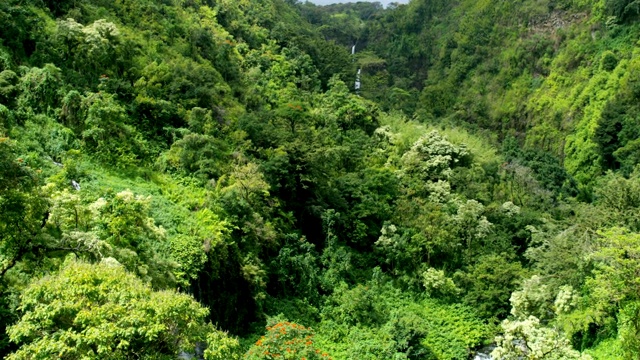 鸟瞰图热带雨林山谷瀑布毛伊岛美国视频素材