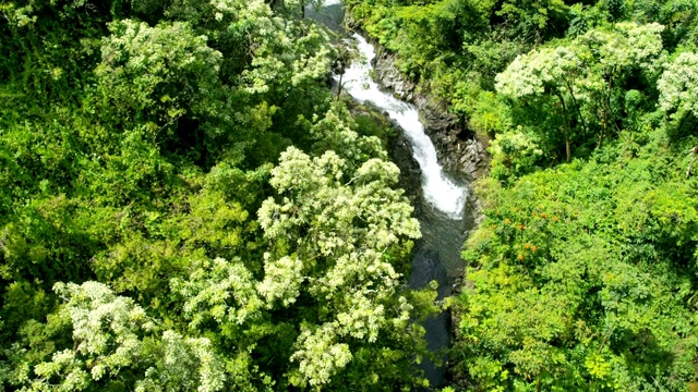 鸟瞰图热带雨林山谷河毛伊岛夏威夷视频素材