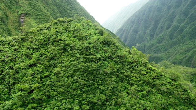 鸟瞰图毛伊山谷在热带雨林视频素材