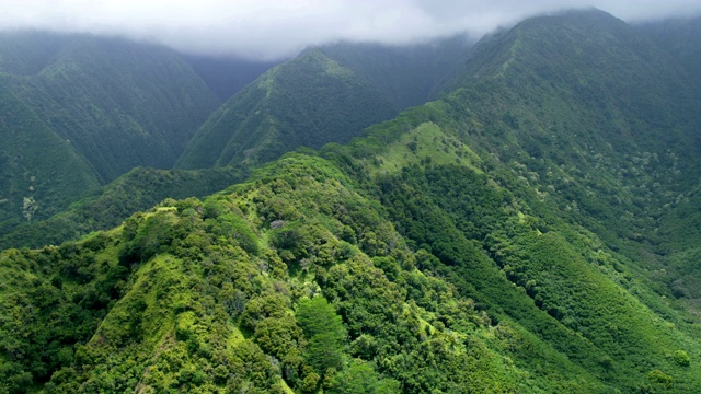 航空山谷的热带雨林和毛伊树叶视频素材