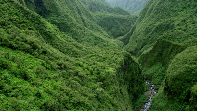 鸟瞰图热带雨林山谷毛伊树叶视频素材