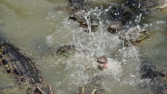 池塘里漂浮着鳄鱼视频素材