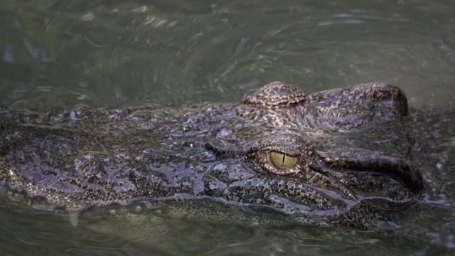 池塘里漂浮着鳄鱼视频素材