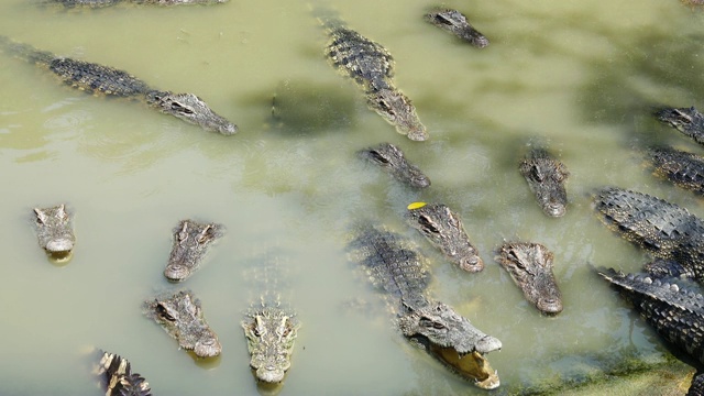 鳄鱼漂浮在池塘里。视频素材