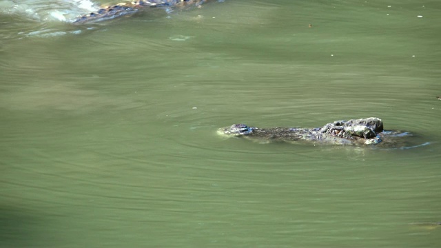 鳄鱼漂浮在池塘里。视频素材