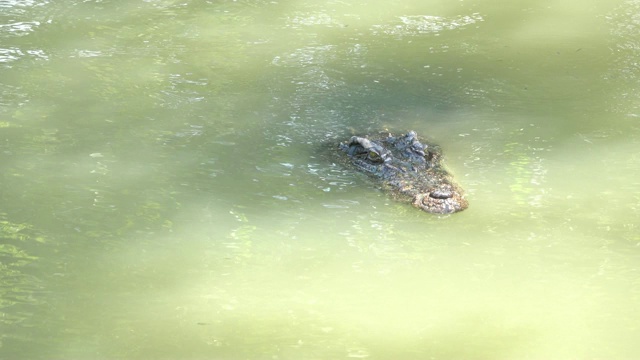 鳄鱼在池塘里游泳视频素材