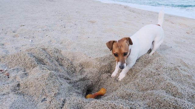 一只特写的杰克罗素梗犬躺在海边的沙滩上，在黄昏时分挖一个洞，里面埋着一根玩具骨头。宠物。家庭视频素材