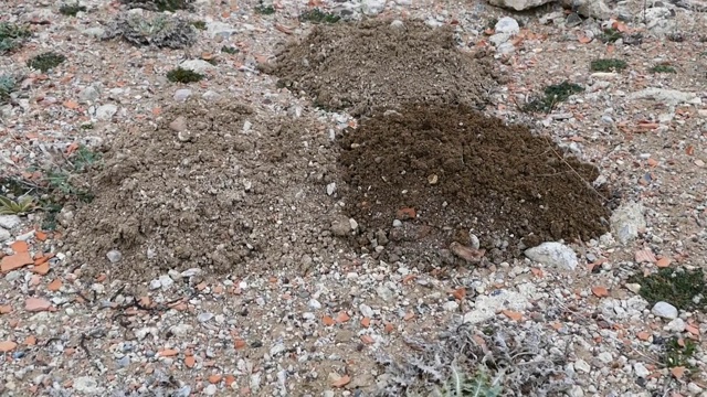 鼹鼠堆土，新鼹鼠堆土，视频素材画面2