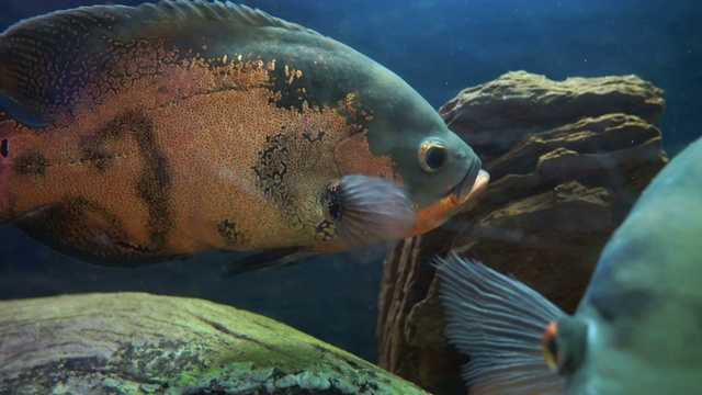 鱼在水族馆视频素材